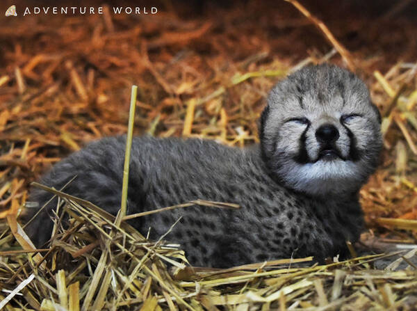 アドベンチャーワールドで１５年ぶりとなるチーターの赤ちゃんが誕生しました 21年8月3日 エキサイトニュース