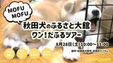 「オンラインツアーサービス「Travel At Home」を運営する（株）Torchが、秋田県大館市、（一社）秋田犬ツーリズムと連携し「MOFU MOFU秋田犬のふるさと大館ワン！だふるツアー」を開催！」の画像1