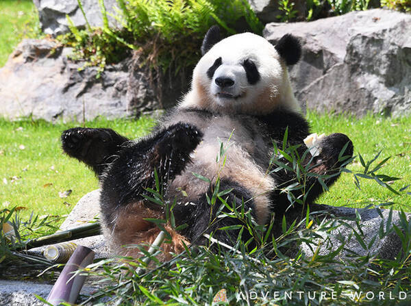 彩浜 さいひん ３歳の誕生会を開催します 朝は公式snsでライブ配信 夜は７５０名様限定のバックヤードライブ配信 ２０２１年８月１４日 土 21年8月6日 エキサイトニュース