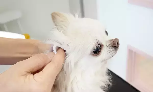 綿100％のトリミング用カット綿を大容量500gで新発売