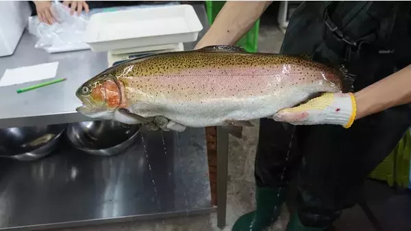 三重県多気町の未利用資源と微細藻類による飼料を給餌した「多気サステナブルサーモン」を開発