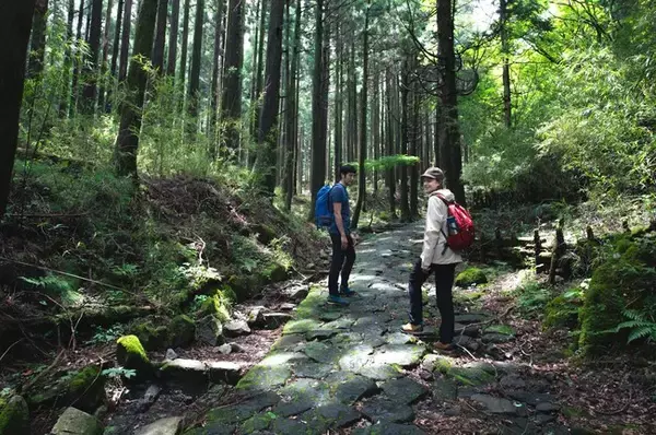 英語版登山情報サイト「HIKES IN JAPAN」で、外国人向けに箱根旧街道の魅力を紹介する記事を公開