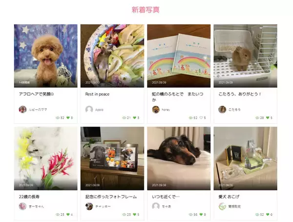 ペットロス経験者が集うSNS型コミュニティーサイト「Forever family」をリリース