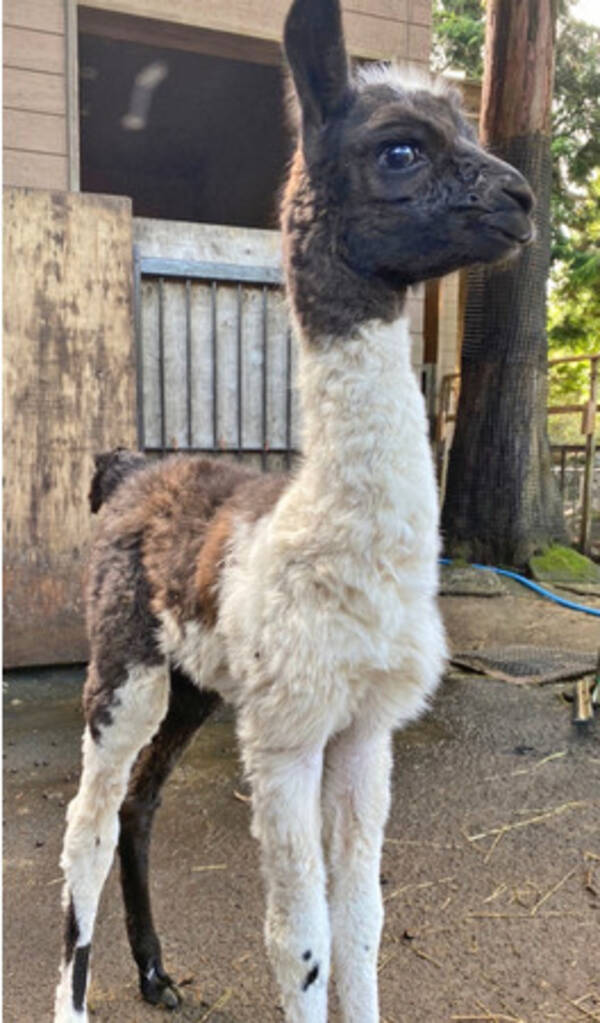 とってもキュート 伊豆シャボテン動物公園でラマの赤ちゃんが誕生 21年9月21日 エキサイトニュース