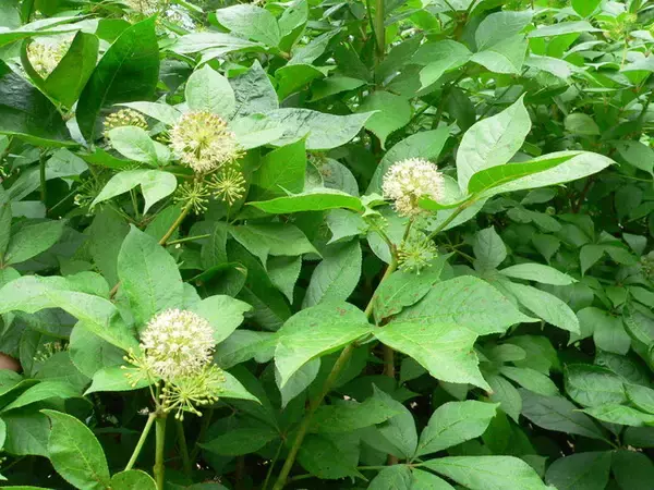 エゾウコギエキスのDNA損傷修復作用に関する特許を取得【ヒノキ新薬株式会社】