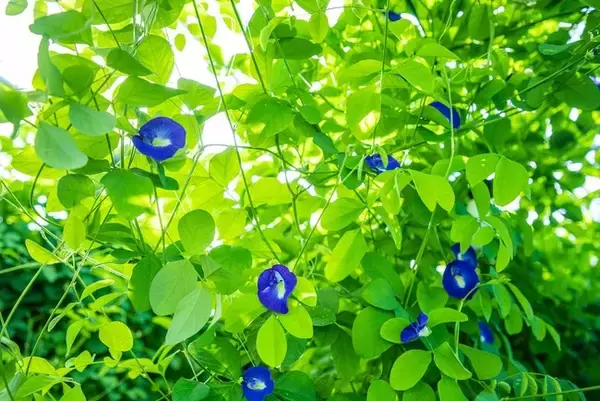 「沖縄県産バタフライピー成分調査結果発表」及び「沖縄県産バタフライピー原料（業務用）販売開始」について