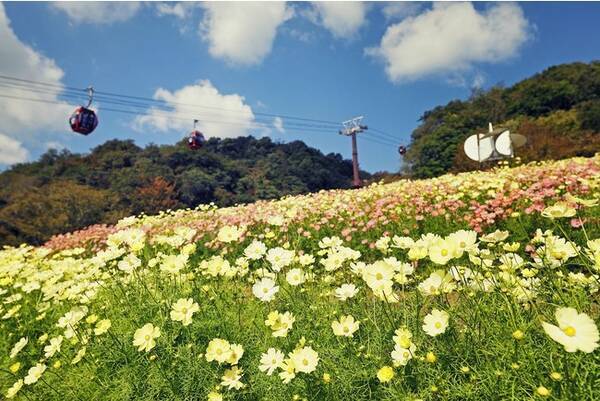 コスモス畑が見ごろを迎えます 昼は一面鮮やかに彩る花畑が 時間とともに夕焼け色の花畑に コスモス畑から神戸 の街を眼下に望む 特別な秋の思い出づくりができる神戸布引ハーブ園の人気フォトスポットです 21年10月8日 エキサイトニュース