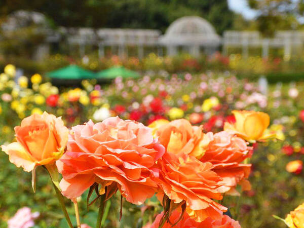 入園無料 香り高い 秋バラ 約160品種360株が開花 見頃は10月中旬 11月中旬まで 小田原フラワーガーデン 21年10月15日 エキサイトニュース