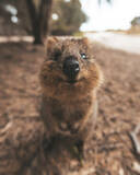 「【アフターコロナの旅の予習　西オーストラリア州最新情報！】世界一しあわせな動物“クオッカ”のお墨付き！コンシャストラベルにぴったりなエコアイランド「ロットネスト島」」の画像1