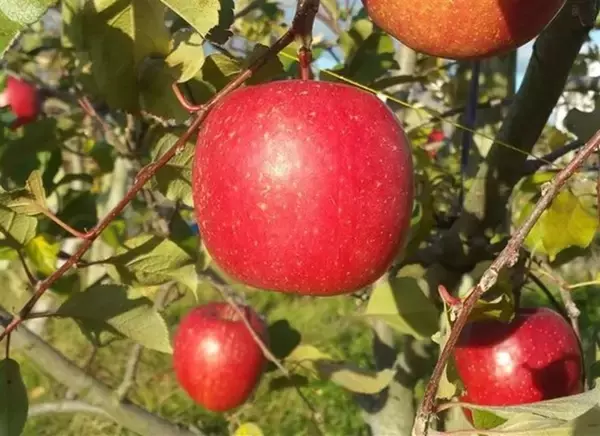 糖度１４度以上の密入りりんご！岩手県産”サンふじ”（家庭用）が産地直送通販サイト「ＪＡタウン」で販売開始！