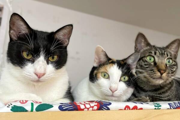 成猫に特化した里親募集型の保護猫カフェ 猫実 ねこざね 移転のため初の大規模クラウドファンディングに挑戦 21年11月10日 エキサイトニュース 成猫に特化した里親募集型の保護猫カフェ 猫実 ねこざね 移転のため初の大規模クラウドファンディングに挑戦 21年11月10日 エキサイトニュース