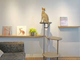 「【代官山 蔦屋書店】愛猫家に支持される、猫用木製家具「KARIMOKU CAT TREE（カリモク キャットツリー）」の代官山 蔦屋書店 限定カラーを発売！」の画像1