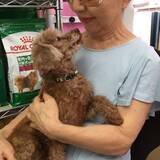 「"行き場のない高齢犬" の居場所を守るためのクラウドファンディング開始」の画像1