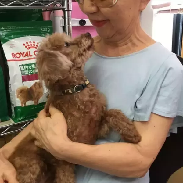 "行き場のない高齢犬" の居場所を守るためのクラウドファンディング開始