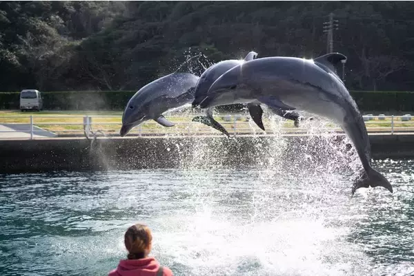 壱岐イルカパーク&リゾート サポーターズクラブを設立「DOLPHIN DREAM SUPPORTERS CLUB」スタート
