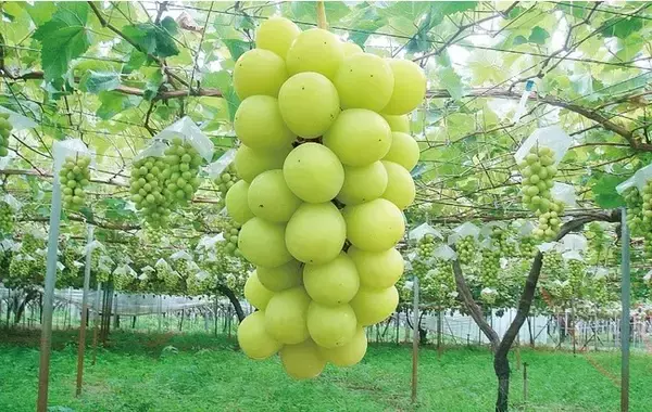 【新潟県三条市ふるさと納税】一度食べたらファンになる　大好評、シャインマスカット、梨など果物の先行予約はじめました！