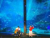 「【西日本新聞me】12月22日 マリンワールド海の中道大水槽前からスペシャルライブを無料生配信」の画像1