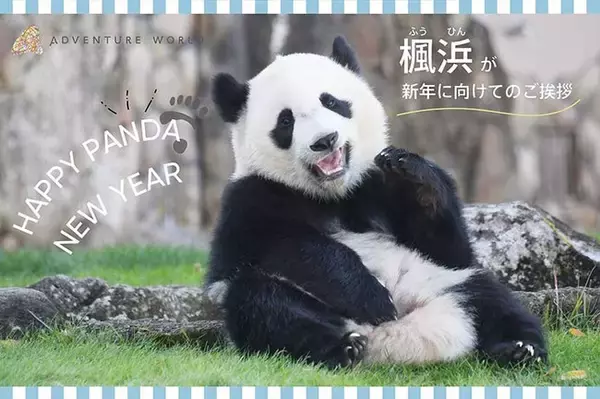 ＼ ハッピーパンダニューイヤー／ ジャイアントパンダ「楓浜（ふうひん）」が新年に向けてのご挨拶　食べ残した竹を使った門松をプレゼント