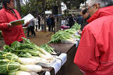「江戸東京野菜「品川カブ」品評会、2年ぶり8回目開催へ　大きさ葉の色など競い合う」の画像1