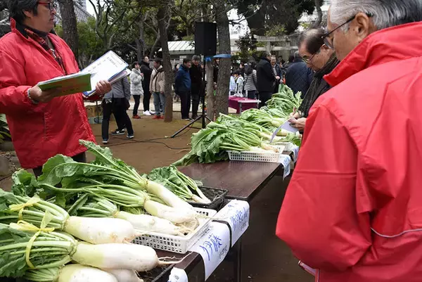 江戸東京野菜「品川カブ」品評会、2年ぶり8回目開催へ　大きさ葉の色など競い合う