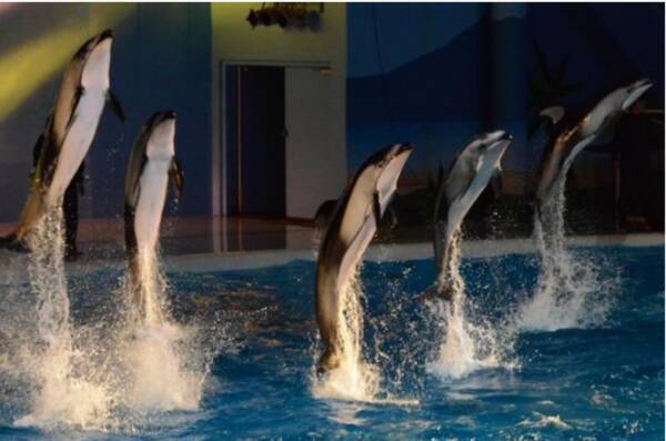 横浜 八景島シーパラダイス 大晦日はシーパラで遊び納め この日だけの スペシャルイルカショー も開催 大晦日スペシャルナイトパス販売中 ２０２１年１２月３１日 金 21年12月21日 エキサイトニュース