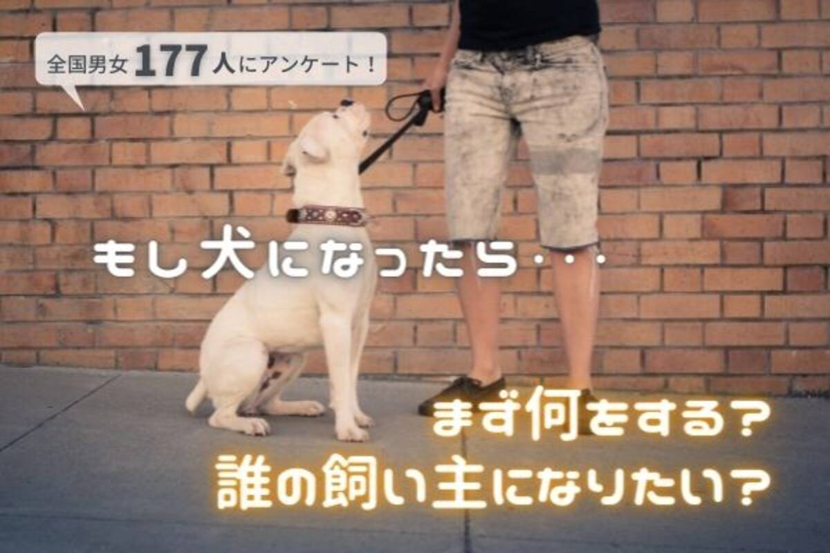 目覚めたとき犬になってたらどうする なりたい犬種ランキング1位は 柴犬 飼い主になってほしい人は 相葉雅紀さん の声が多数 177人アンケート 21年12月23日 エキサイトニュース