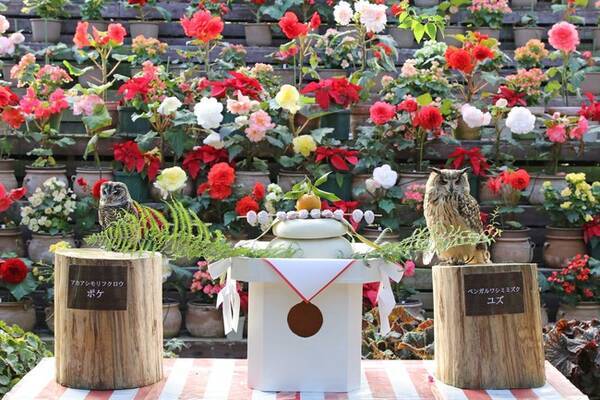 富士花鳥園 静岡県富士宮市 鏡餅フクロウで新年を祝う 22年1月4日 エキサイトニュース