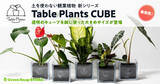 「累計販売数9,000個！土を使わない観葉植物Table Plantsシリーズに、四角いクリアポットの「Table Plants CUBE」が新登場」の画像1