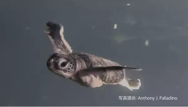 【ホテル日航アリビラ】約10年ぶりにウミガメの孵化を確認