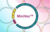 「抗生物質フリーの次世代プラスミド「MiniVec™」 ： 耐性遺伝子リスクと規制対応の壁を“設計”で越える」の画像1