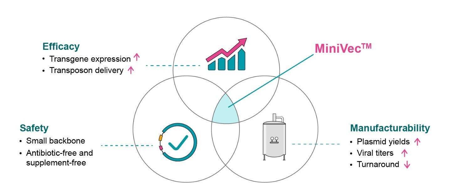 抗生物質フリーの次世代プラスミド「MiniVec™」 ： 耐性遺伝子リスクと規制対応の壁を“設計”で越える
