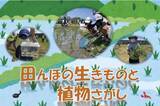 「高槻市の安満遺跡公園の古代米水田で生きもの観察」の画像1