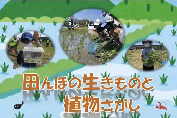 「高槻市の安満遺跡公園の古代米水田で生きもの観察」の画像
