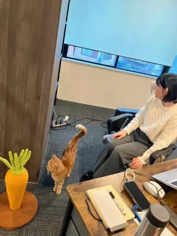 猫と一緒に働ける会社「猫付きカンパニー(R)」始動します