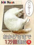 「猫ちゃんの爪切りが不要になる爪とぎボード「 bibi Nyan 」の販売数が１万個（累計）を突破しました！！」の画像1