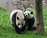 「【NHKカルチャー】最新パンダ情報も！2024年『パンダ』レビュー　～パンダの1年を振り返る～　2024年12月14日（土）16：00～」の画像1