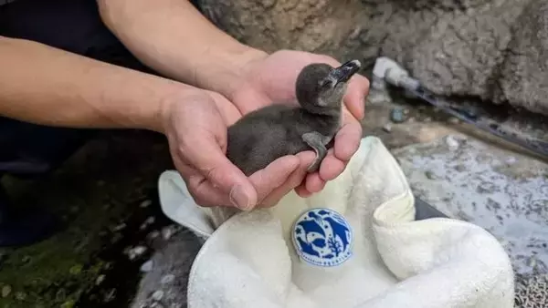 ケープペンギンの赤ちゃん誕生！