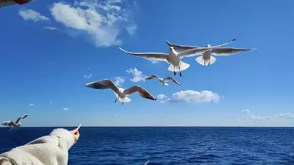 リゾートワークスのワーケーションアンバサダーであるAniwo、ワーケーション体験記第一弾を公開