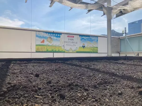 茅場町オフィスの屋上に田んぼ　5/19（金）田植え　阪本小学校の５年生と一緒に米づくり