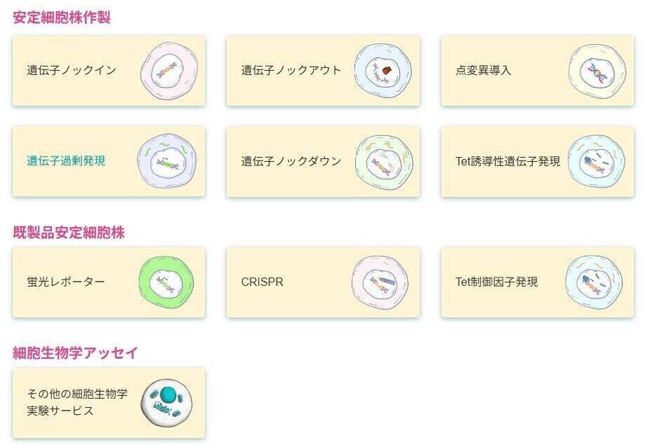 「一過性発現解析」から「再現性のある研究モデル」へ    VectorBuilderの安定細胞株が支える創薬・生命科学研究