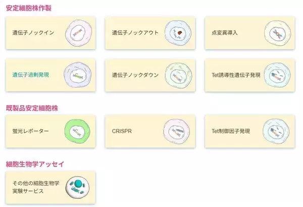「「一過性発現解析」から「再現性のある研究モデル」へ    VectorBuilderの安定細胞株が支える創薬・生命科学研究」の画像
