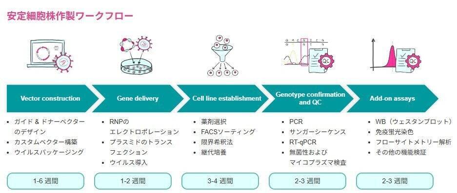 「一過性発現解析」から「再現性のある研究モデル」へ    VectorBuilderの安定細胞株が支える創薬・生命科学研究