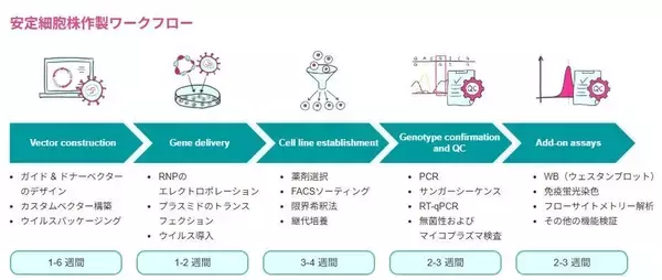「「一過性発現解析」から「再現性のある研究モデル」へ    VectorBuilderの安定細胞株が支える創薬・生命科学研究」の画像