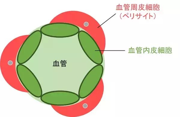 資生堂、CCN2が毛細血管へ働きかけ、美肌に重要な成分を増加させる「美肌遺伝子」であることを発見　～CCN2遺伝子発現を促進するソリューション開発にも成功～