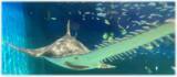 「長生き "サンキュー" ! 水族館の39歳レジェンドたちを祝う「敬老の日」イベント開催」の画像1