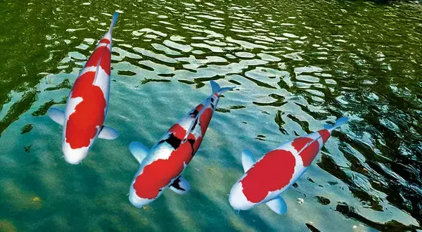 「非常識と言われたろ過機―観賞池用ろ過「湧清水」の開発に挑んだ技術者たち」の画像