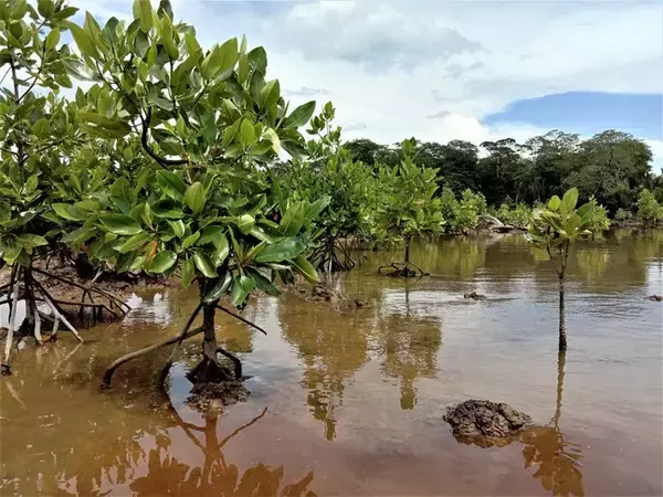 インドネシアにおけるマングローブの再生・保全事業に参画