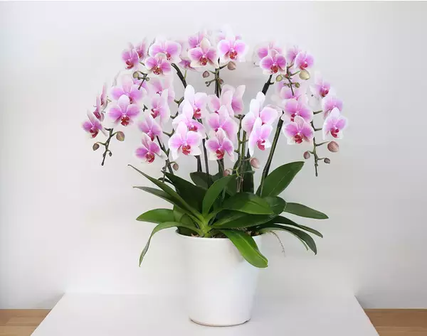 花後の無料回収サービス付き胡蝶蘭 ＜ reRan ＞ の販売をスタート