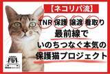 「本気の「殺処分ゼロ」実現プロジェクト始動。猫の殺処分ゼロを“本当のゼロ”に！いのちを守るワンストップ保護猫プロジェクト、クラウドファンディング型ふるさと納税でスタート！」の画像1