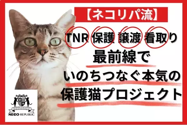 本気の「殺処分ゼロ」実現プロジェクト始動。猫の殺処分ゼロを“本当のゼロ”に！いのちを守るワンストップ保護猫プロジェクト、クラウドファンディング型ふるさと納税でスタート！